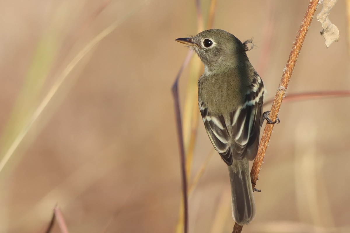 Least Flycatcher - ML608462356