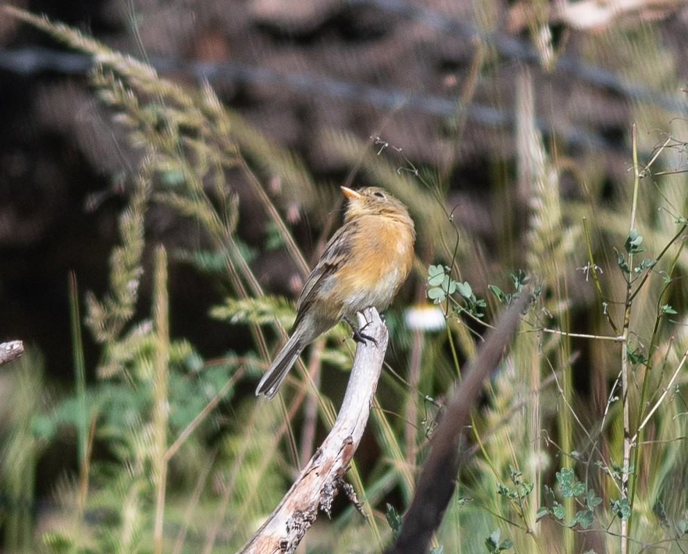 Buff-breasted Flycatcher - Clive Harris