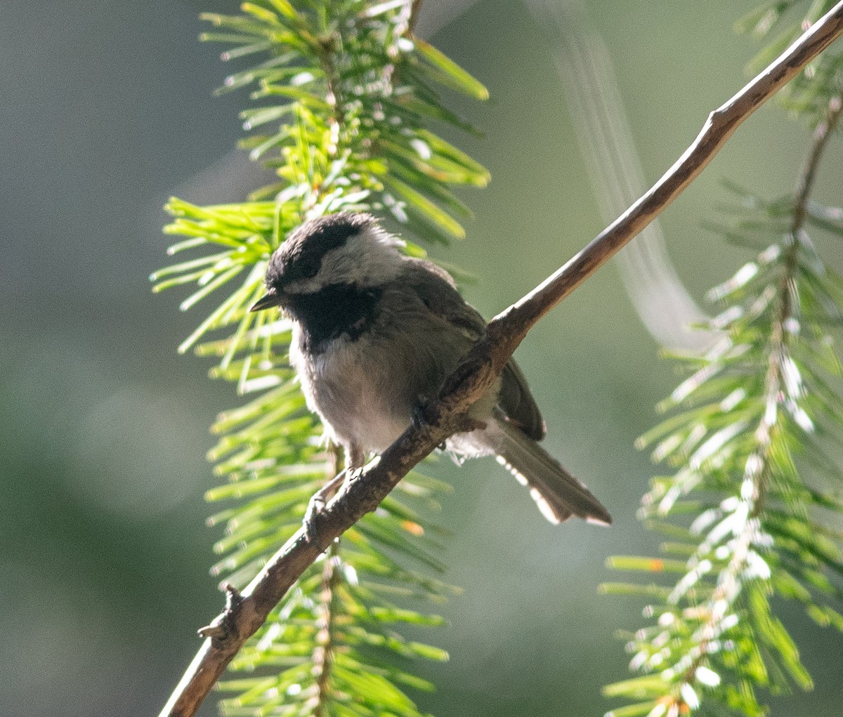 Mexican Chickadee - ML608462410