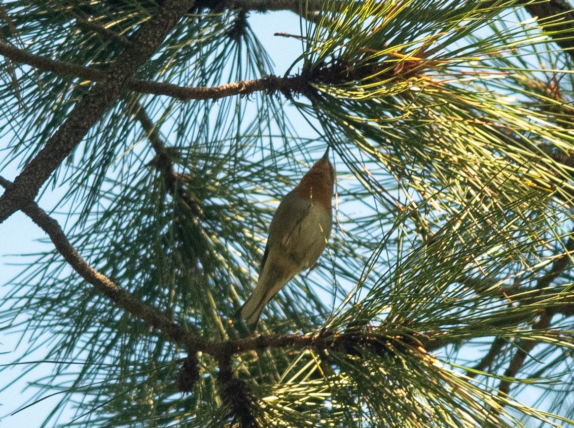 Olive Warbler - ML608462431