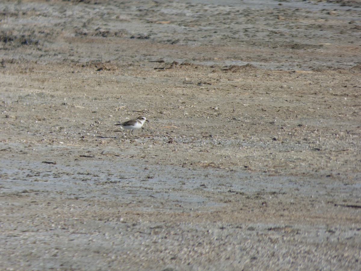 Snowy Plover - ML608462434