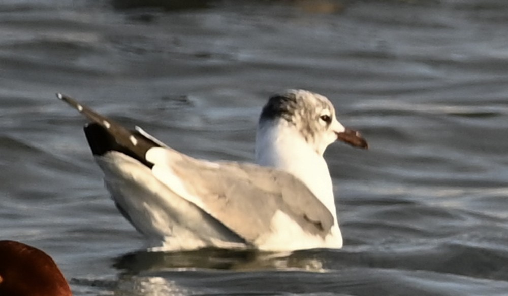 Mouette atricille - ML608462460