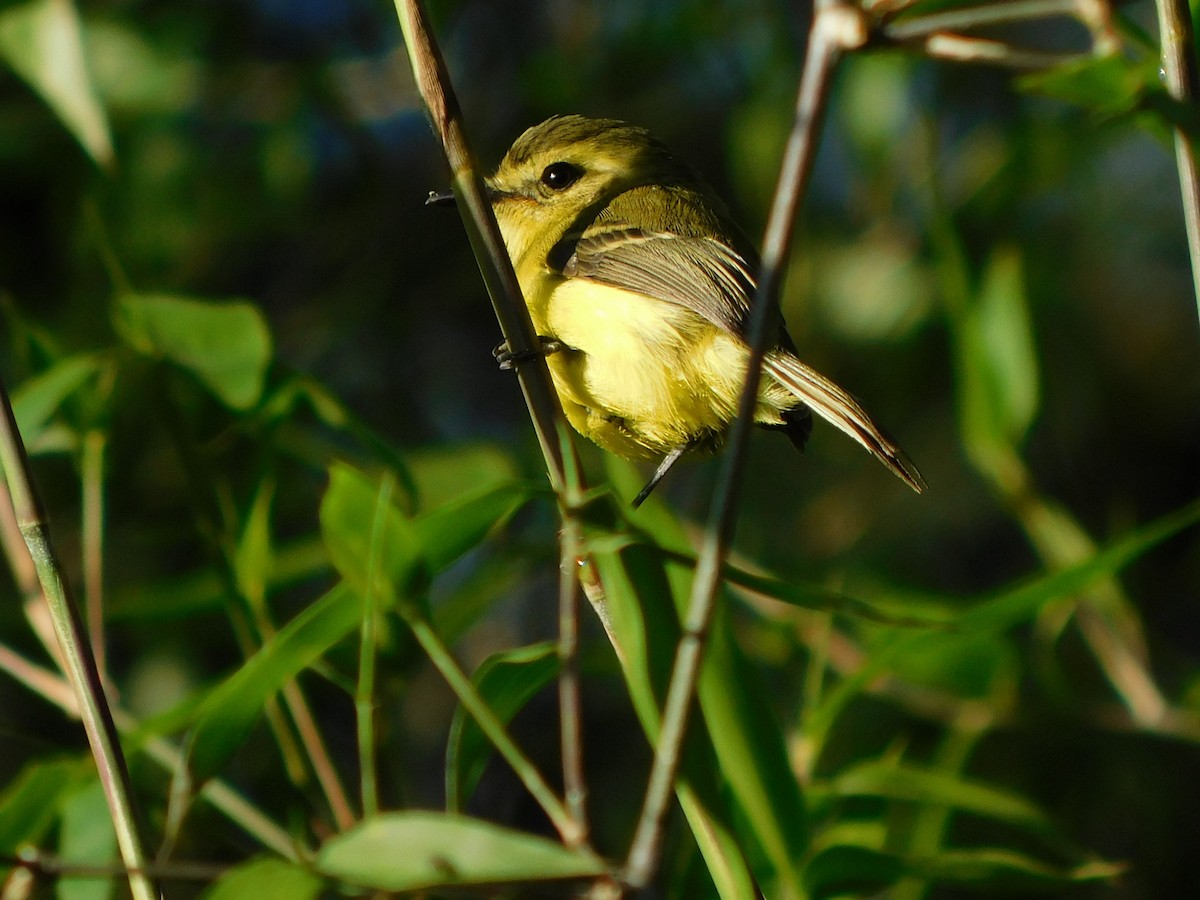 Yellow Tyrannulet - ML608462528