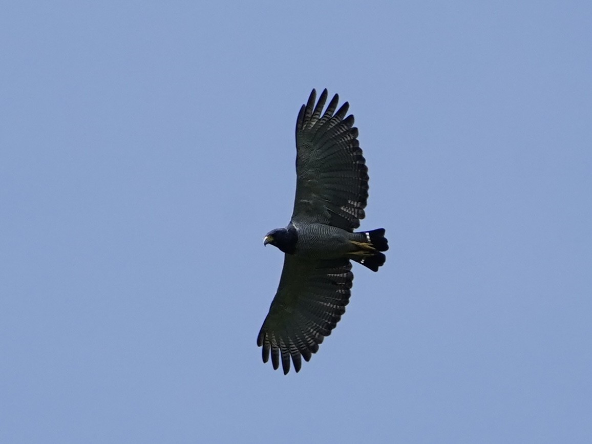 Barred Hawk - ML608462548