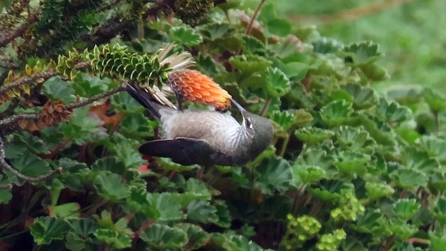 Colibri du Chimborazo - ML608462572