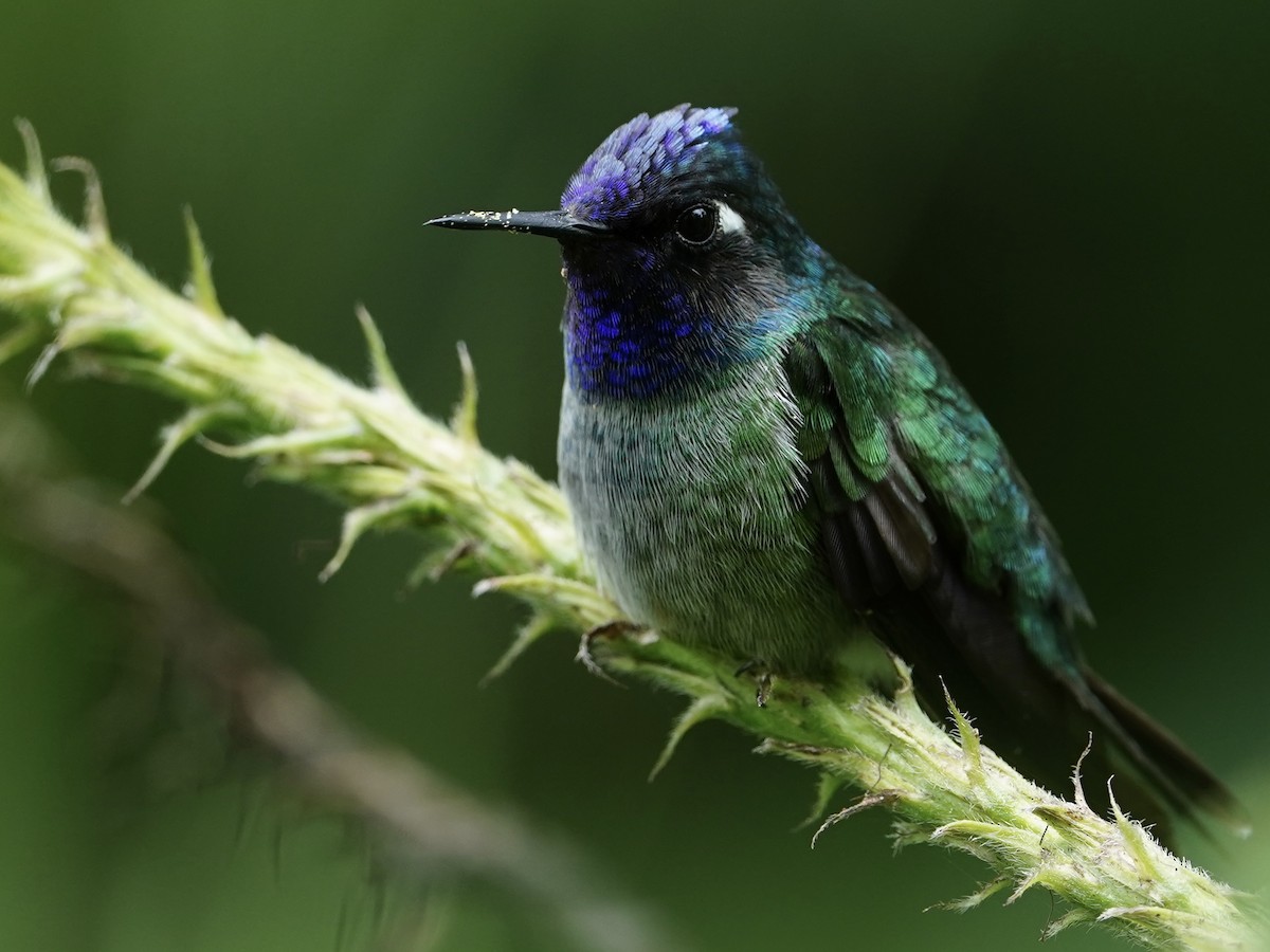Violet-headed Hummingbird - Carlos Ulate