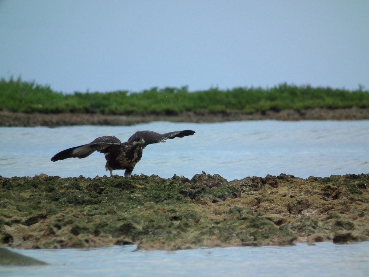 Cuban Black Hawk - Sandy  Villar Bermúdez