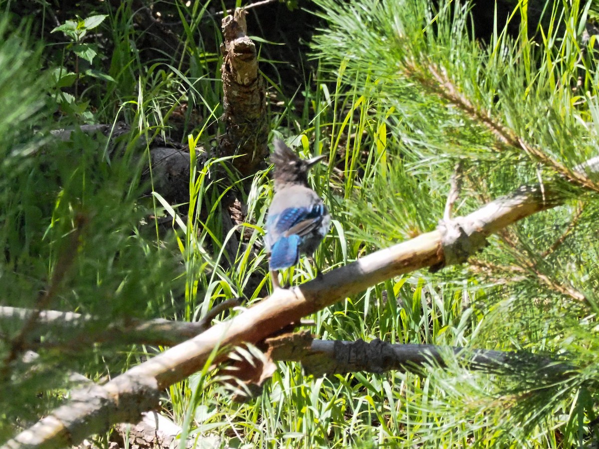 Steller's Jay - Todd Deininger