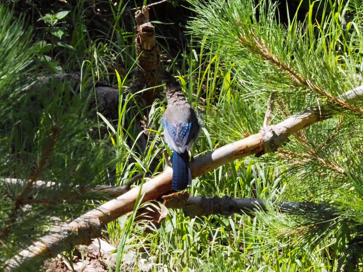 Steller's Jay - Todd Deininger