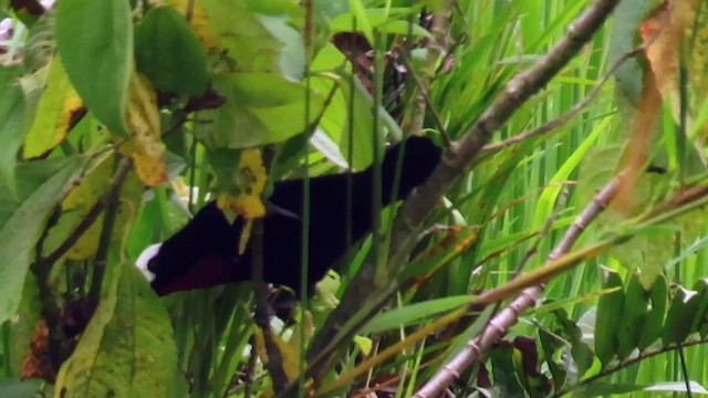 White-capped Tanager - ML608462885