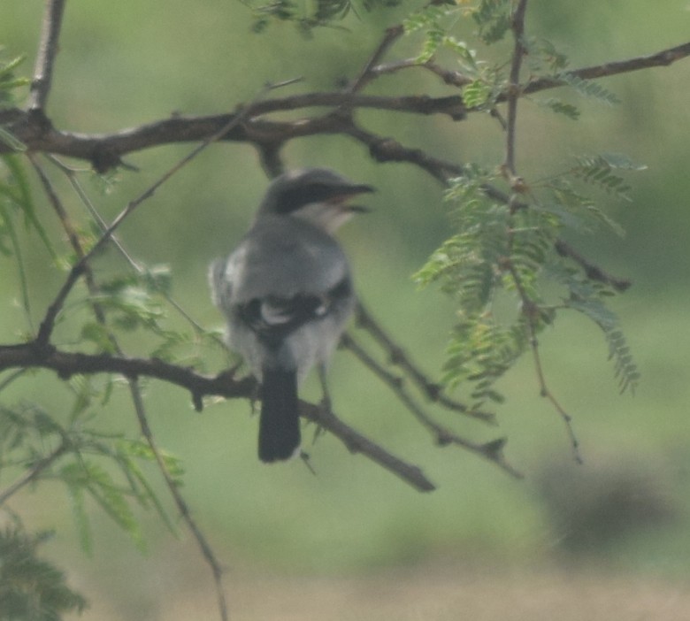 Loggerhead Shrike - ML608463022