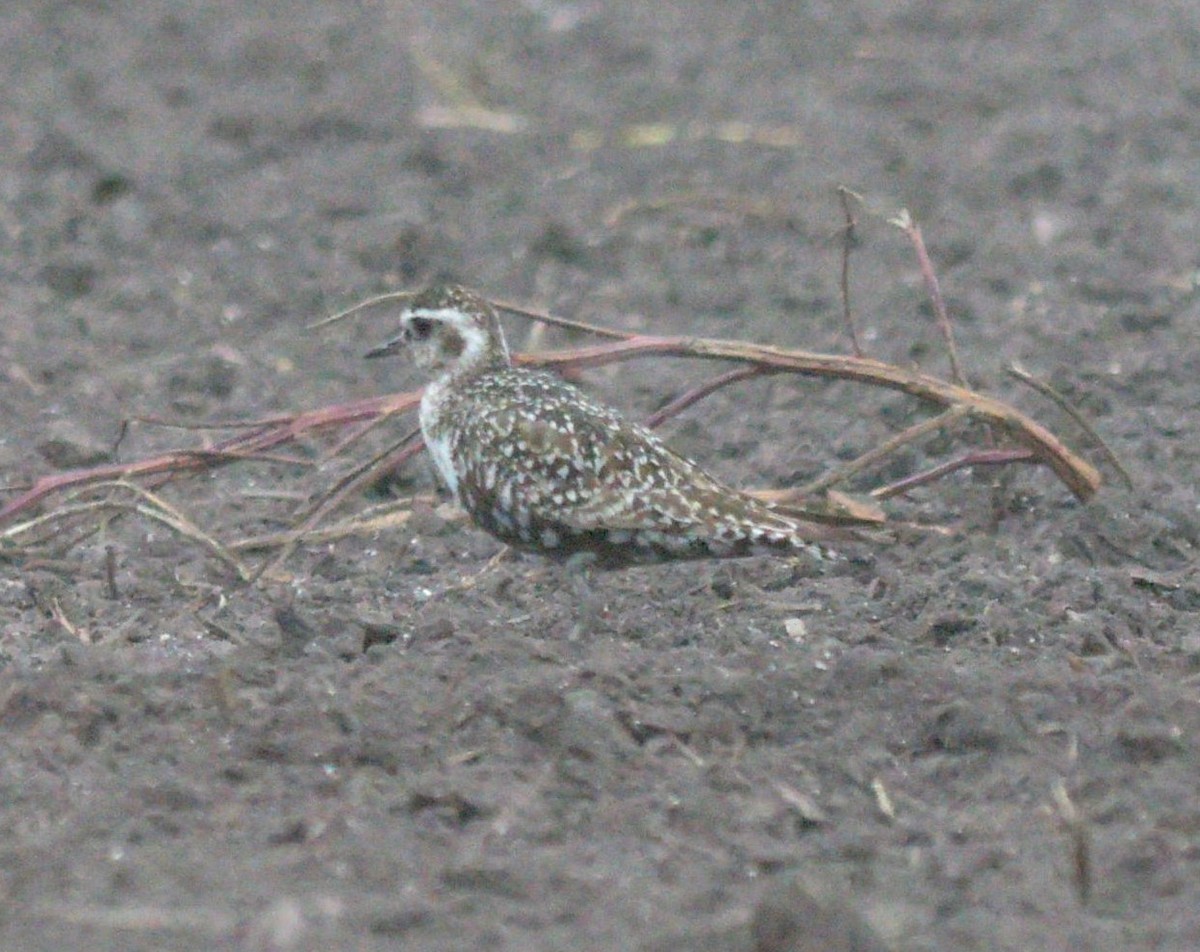 American Golden-Plover - Paul Shanahan