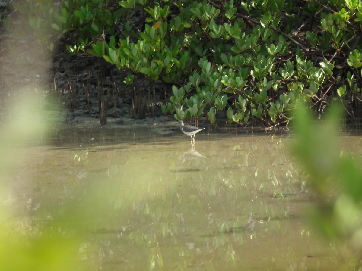 Spotted Sandpiper - ML608463245