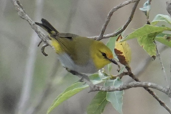 Yellow-spectacled White-eye - ML608463268