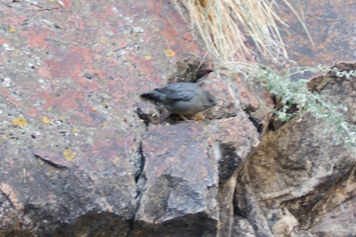 gråfossekall - ML608463312