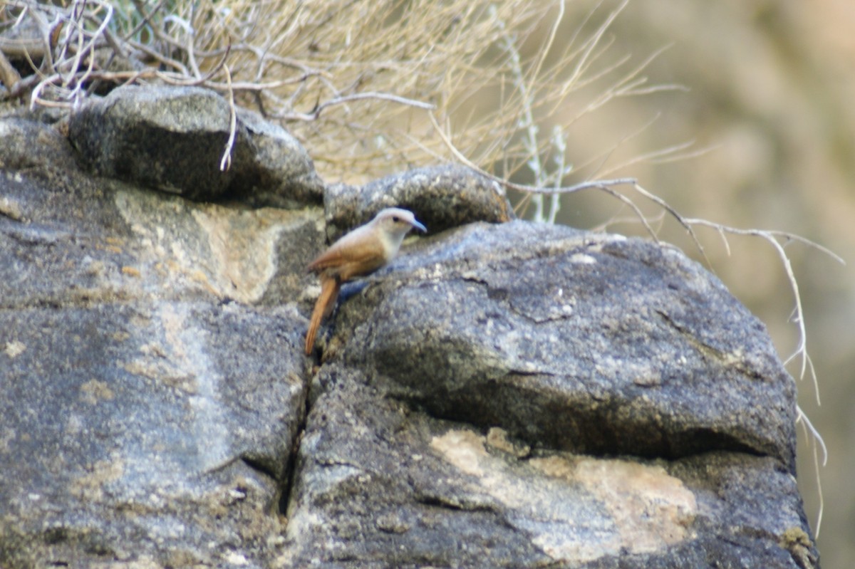 Canyon Wren - ML608463368