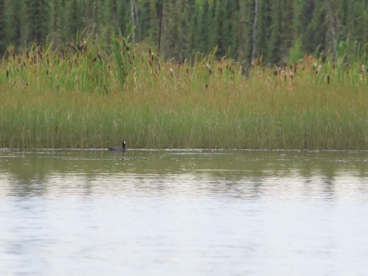 American Coot - Michelle Sopoliga