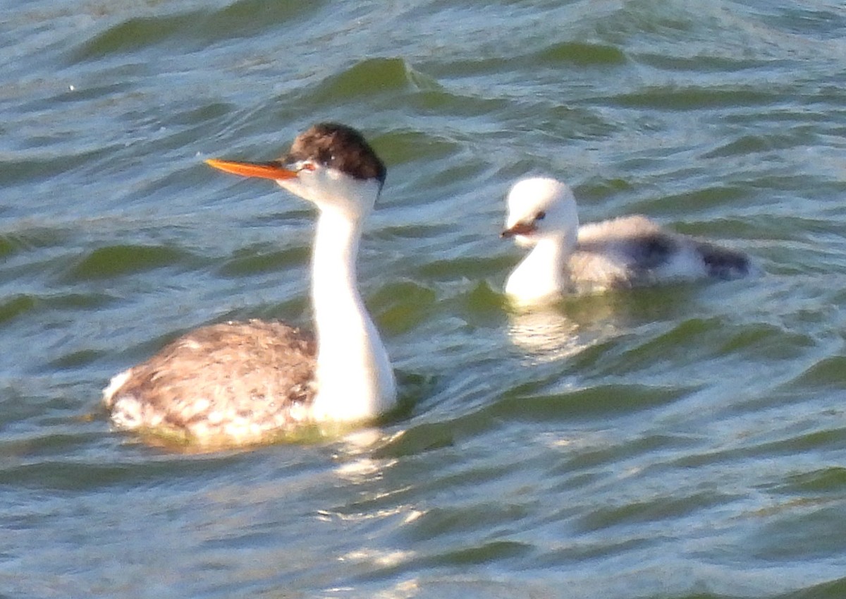 Clark's Grebe - ML608463408