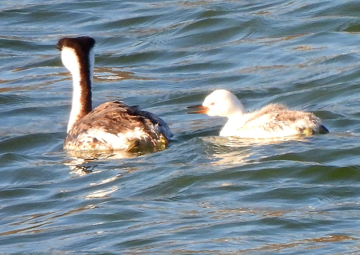 Clark's Grebe - ML608463411