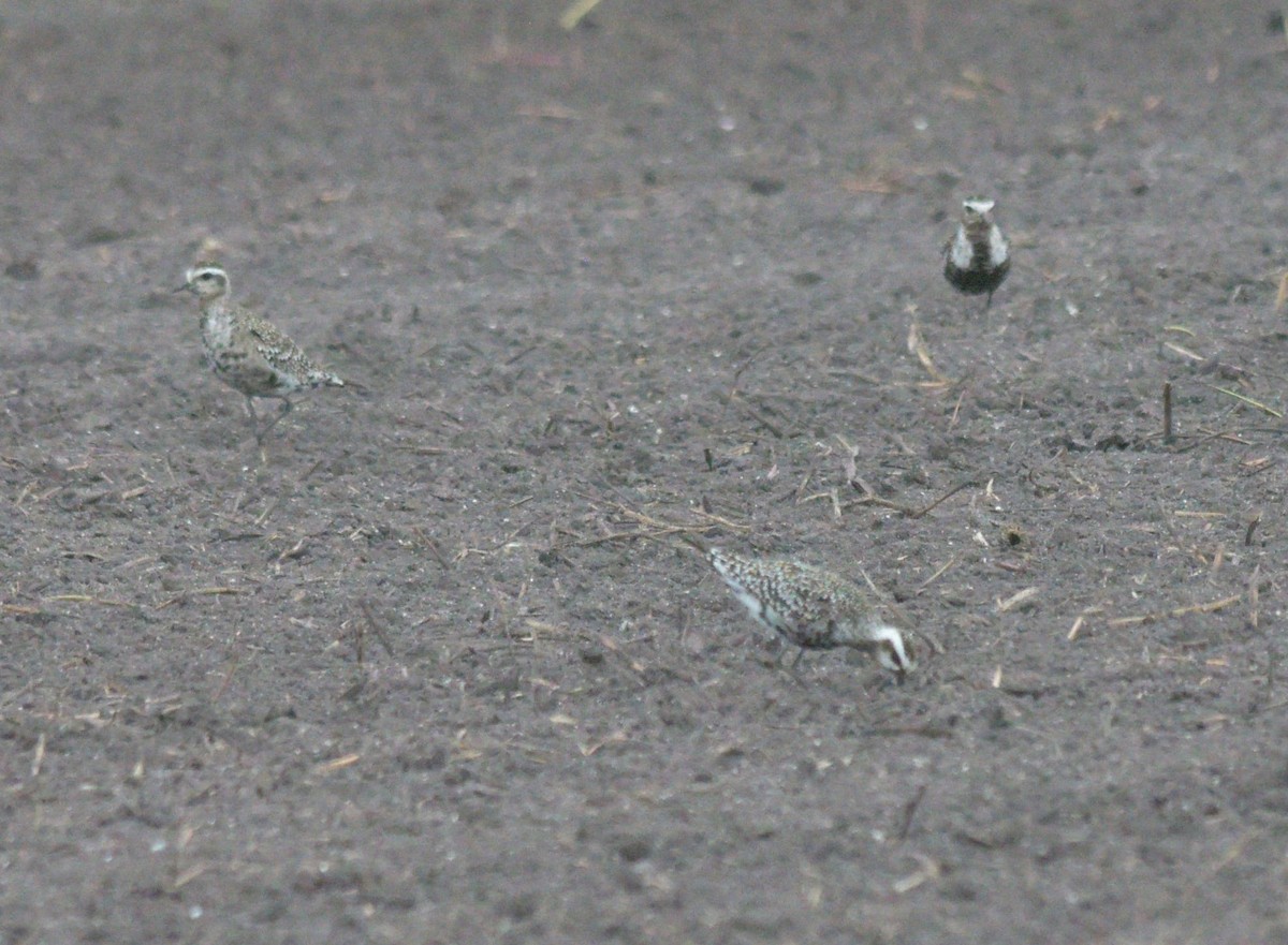 American Golden-Plover - Paul Shanahan