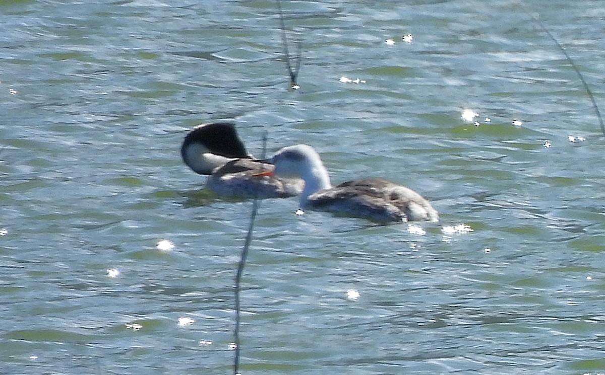 Clark's Grebe - ML608463425