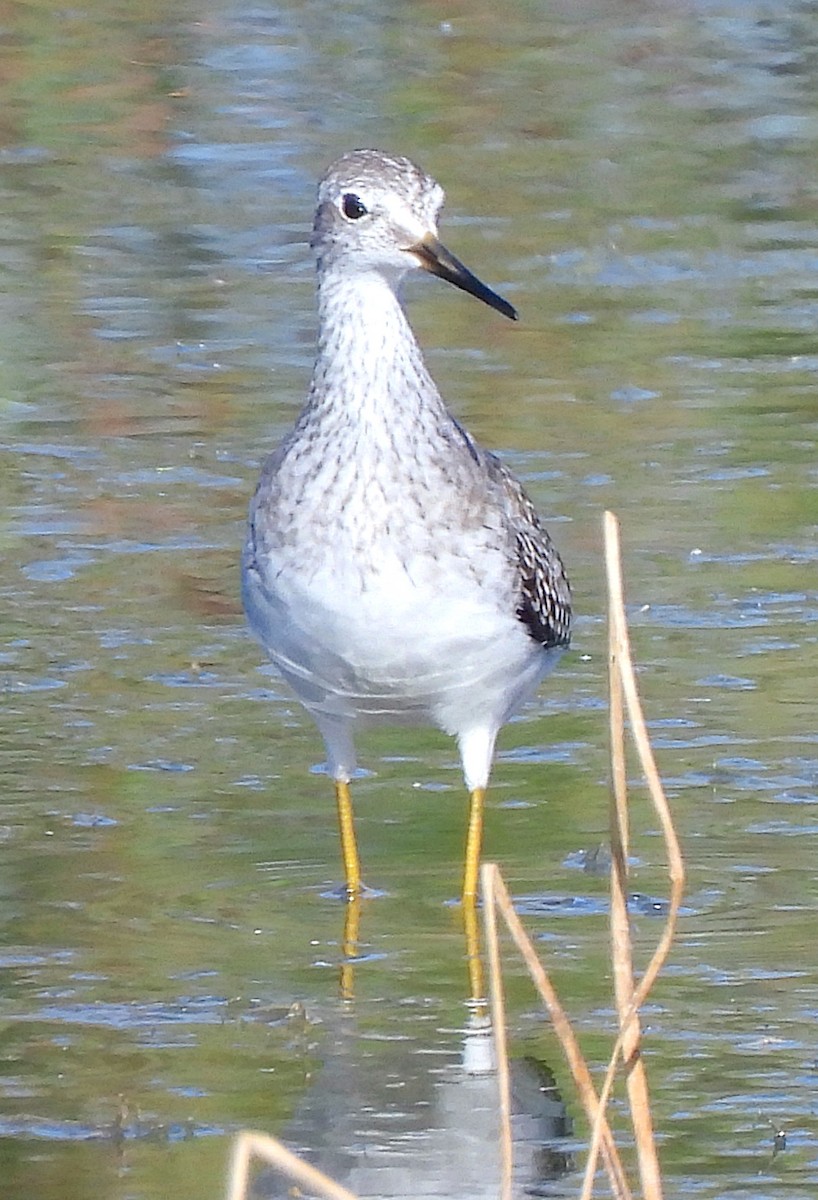 Lesser Yellowlegs - ML608463429