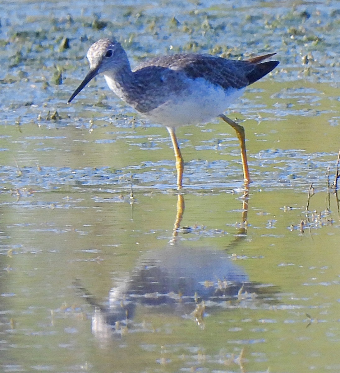 Lesser Yellowlegs - ML608463437