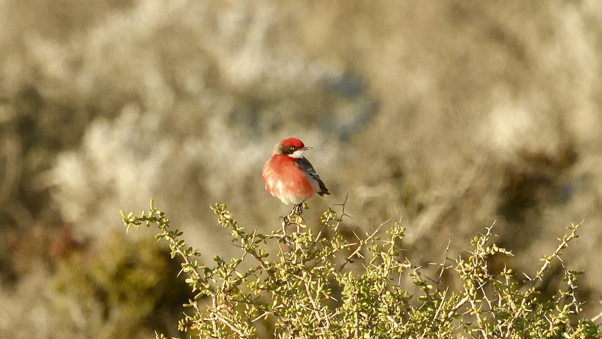 Crimson Chat - ML608463443