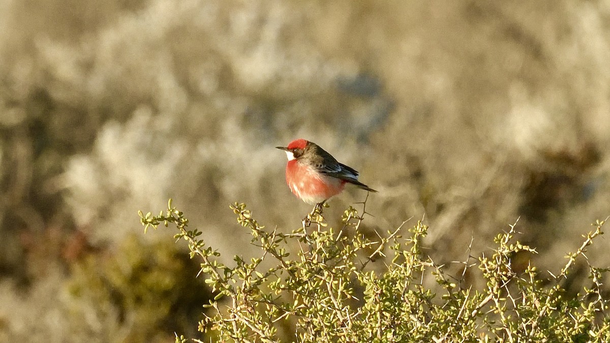 Crimson Chat - ML608463457