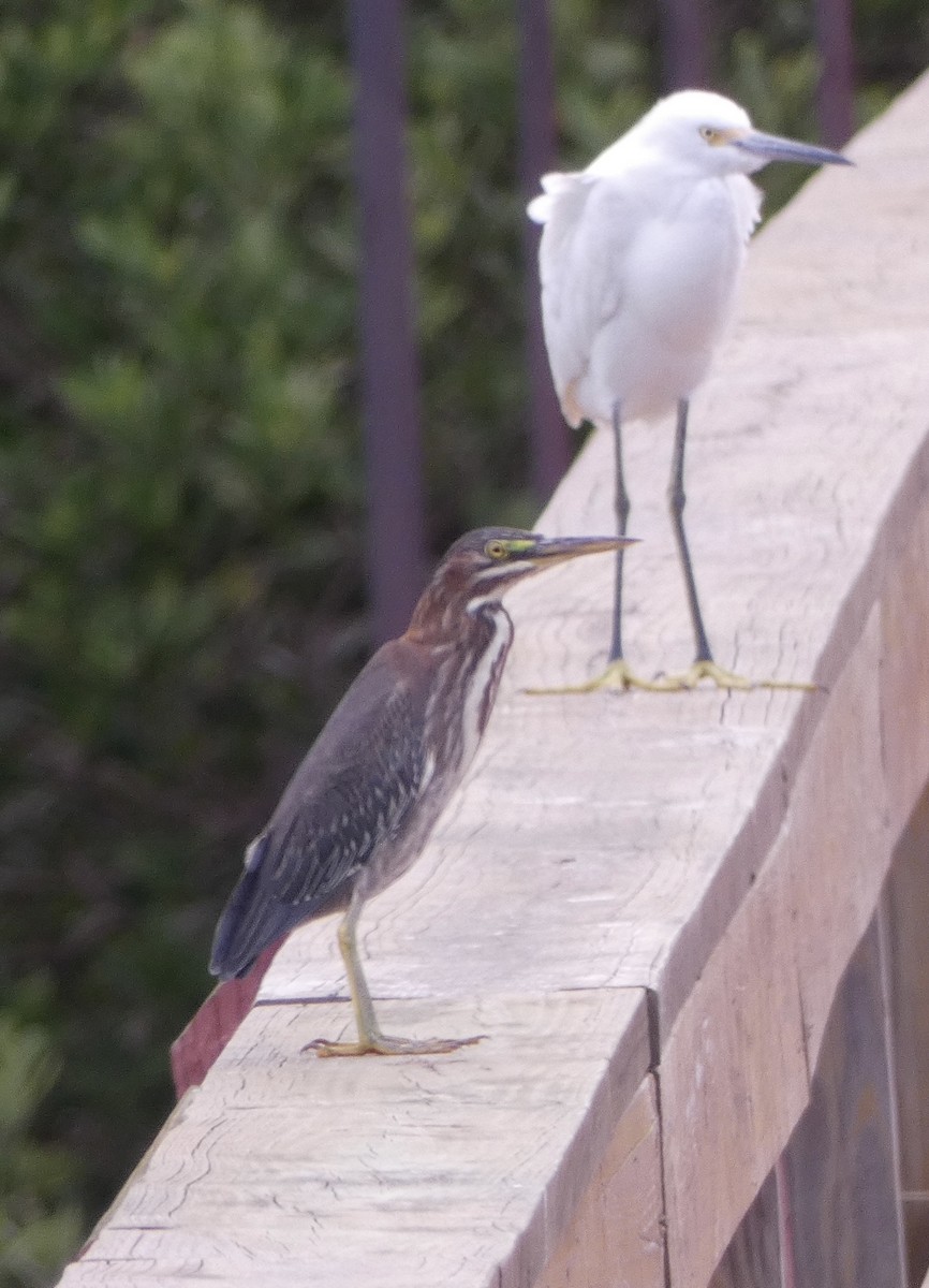 Green Heron - ML608463460