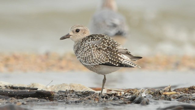 Black-bellied Plover - ML608463464