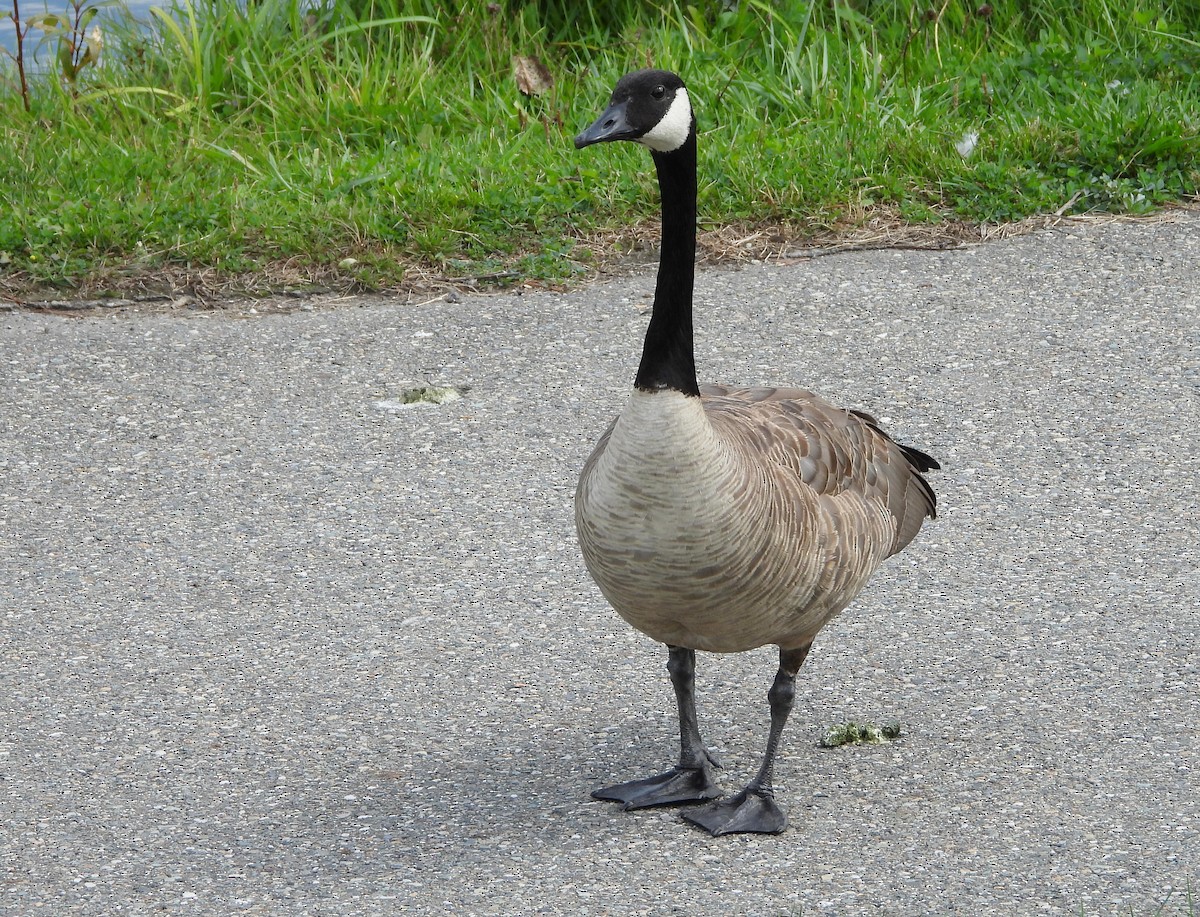 Canada Goose - ML608463485