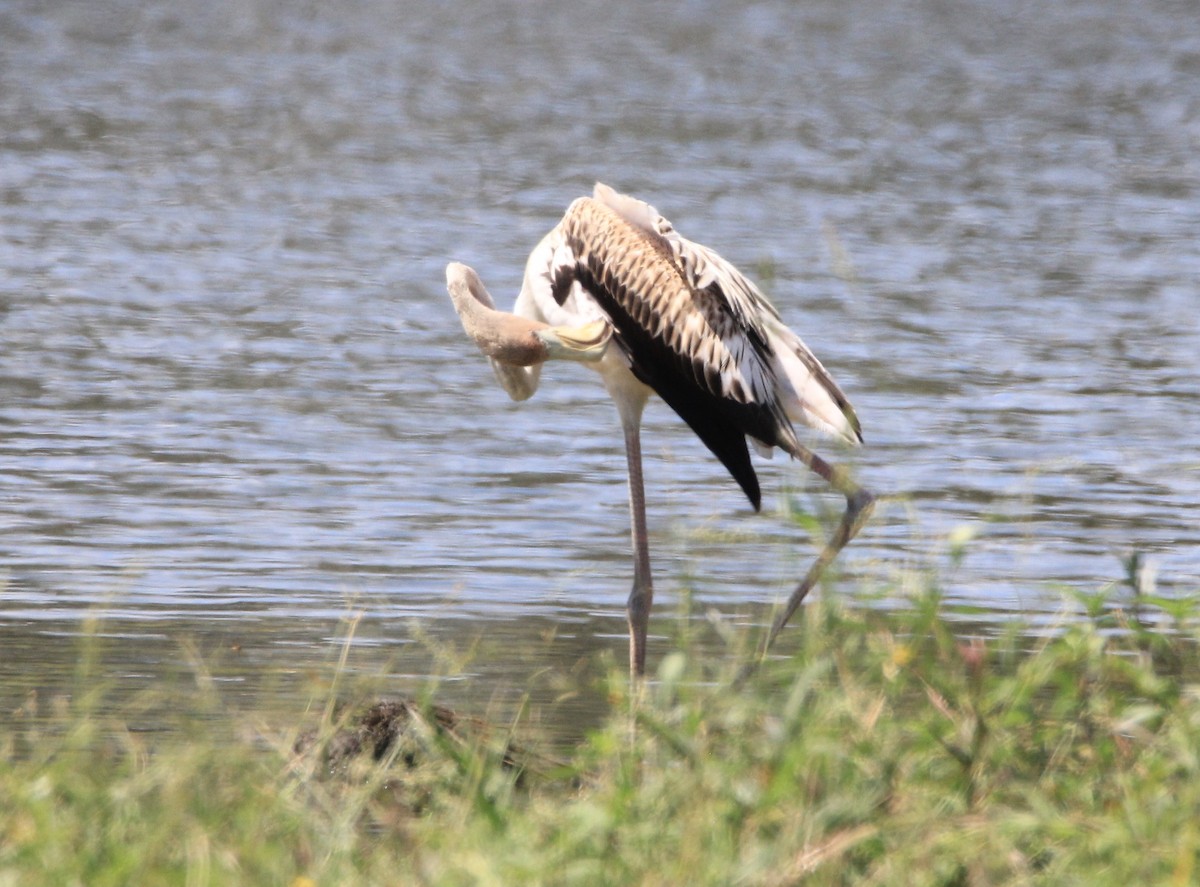 American Flamingo - ML608463497