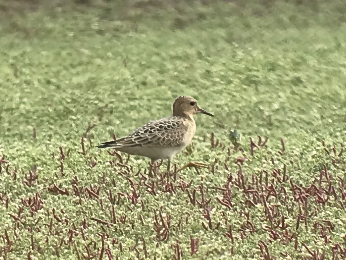 Buff-breasted Sandpiper - ML608463530