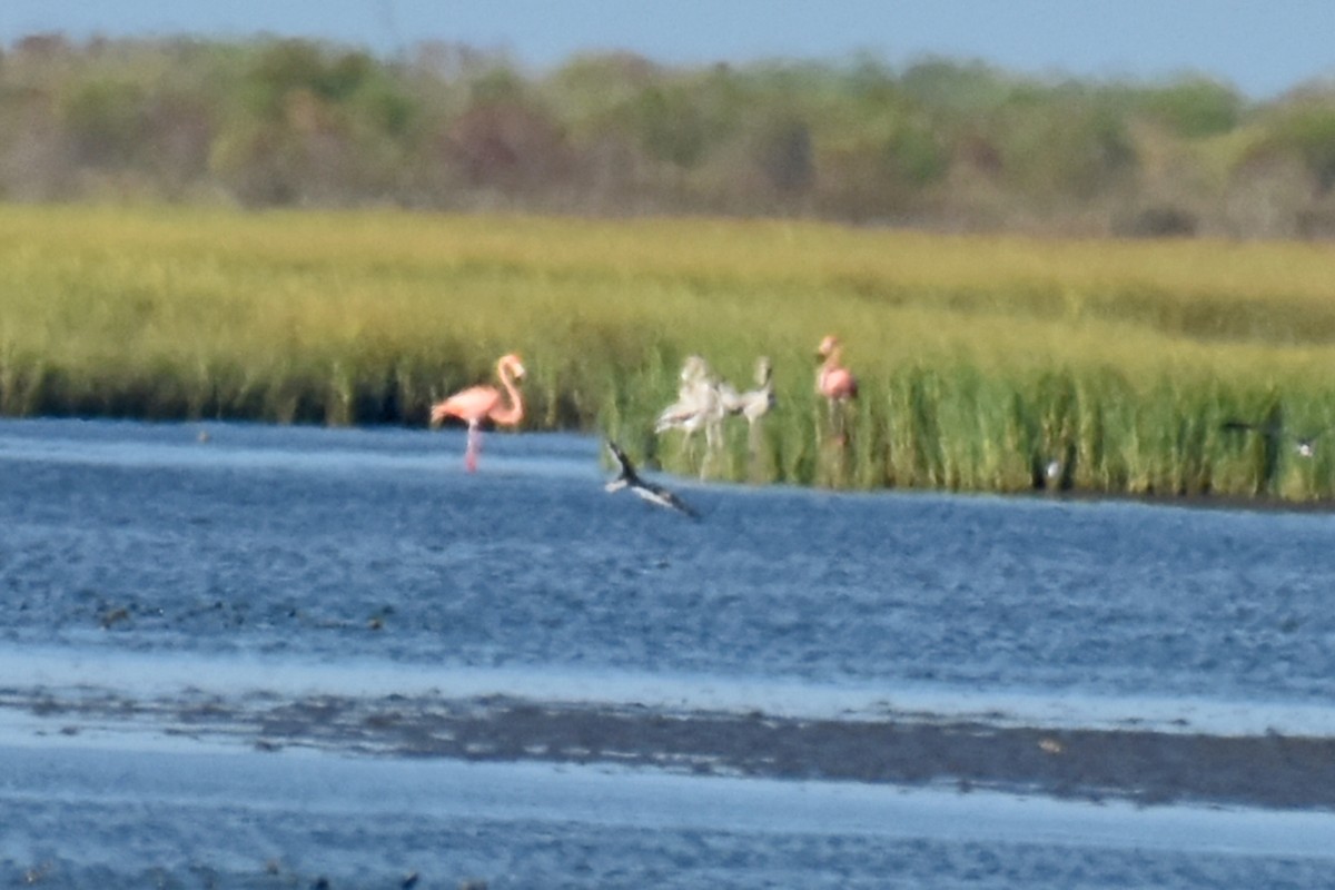 American Flamingo - ML608463577