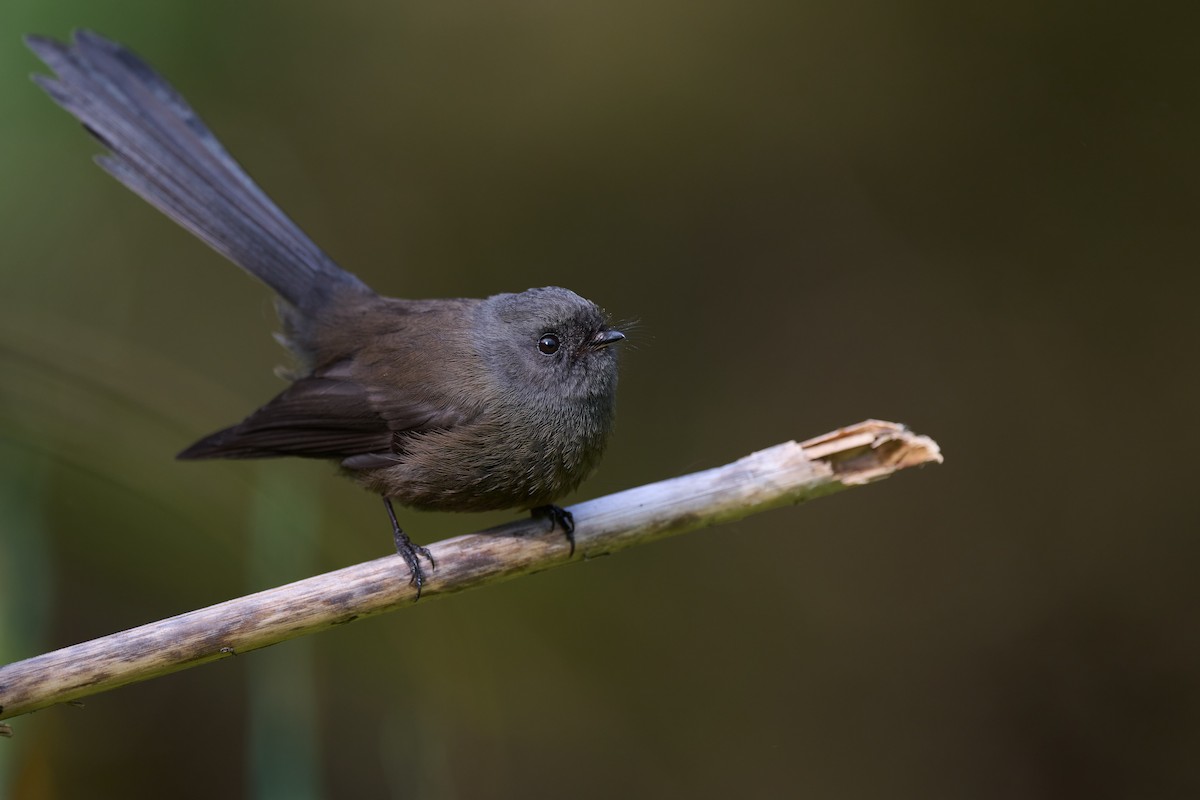 New Zealand Fantail - Nick Beckwith