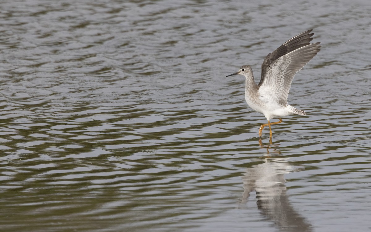 Lesser Yellowlegs - ML608463640