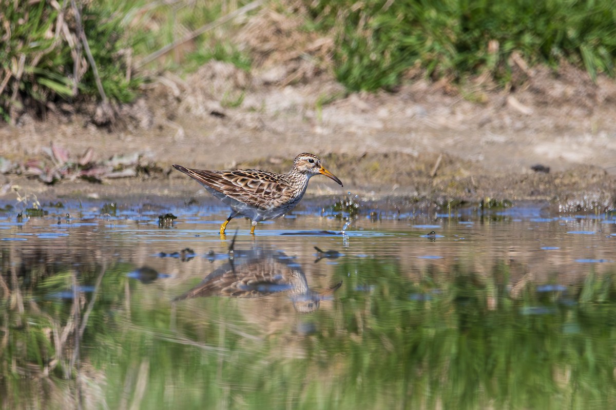 Bécasseau à poitrine cendrée - ML608463686