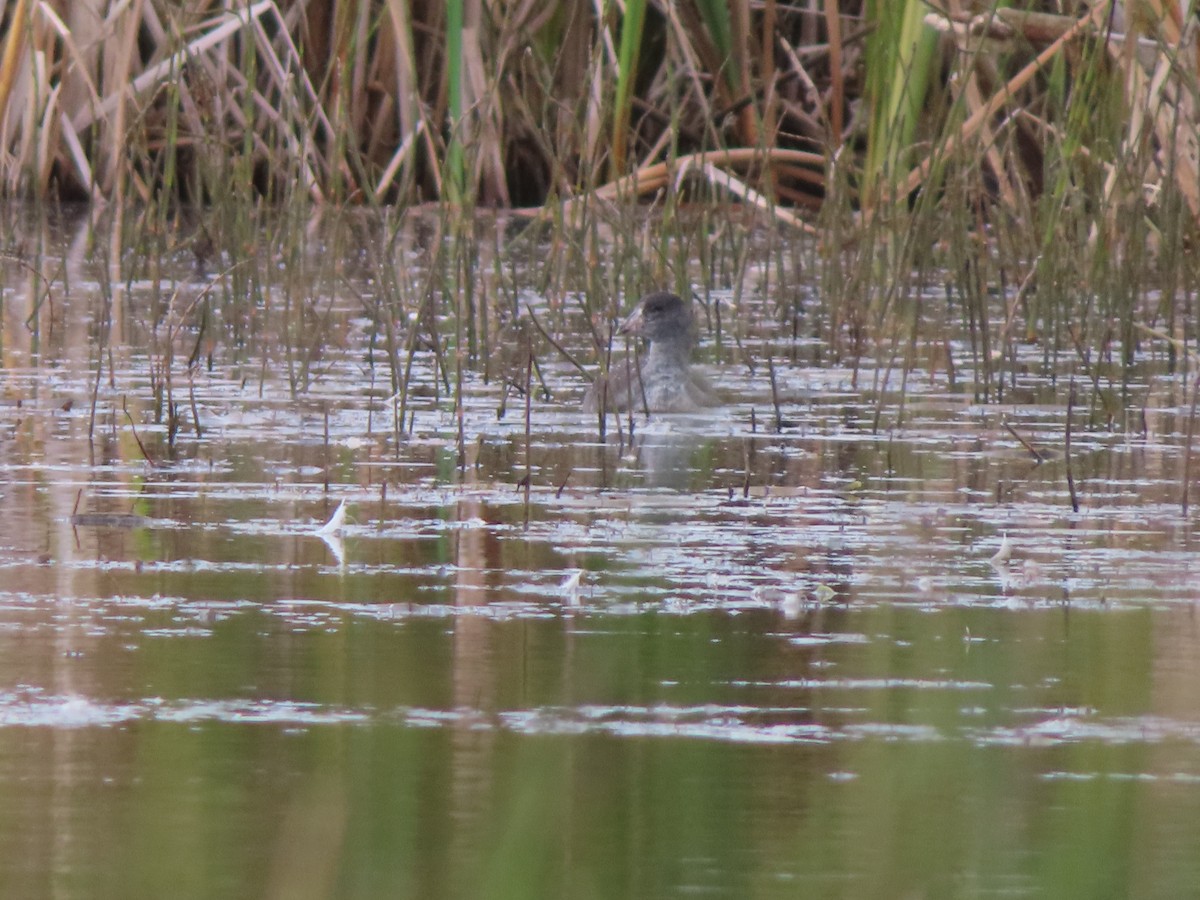 American Coot - ML608463718