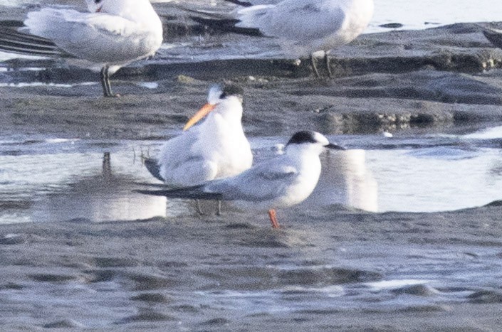 Common Tern - Lee Wagner