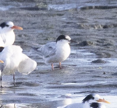 Common Tern - ML608463736