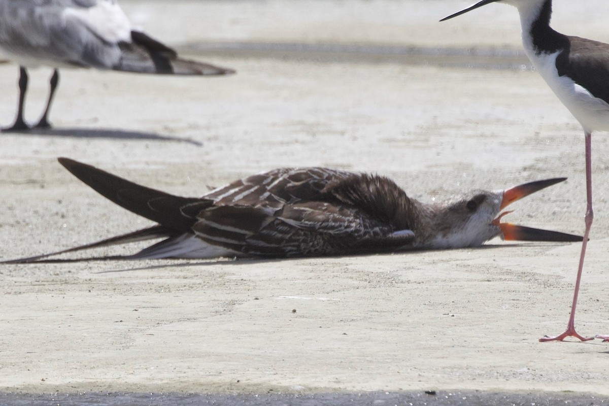 Black Skimmer - ML608463740