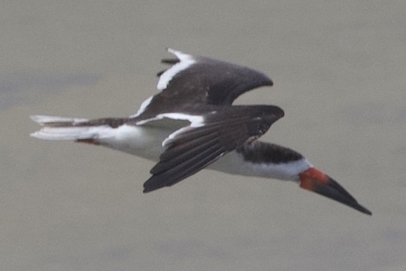 Black Skimmer - Diego Blanco