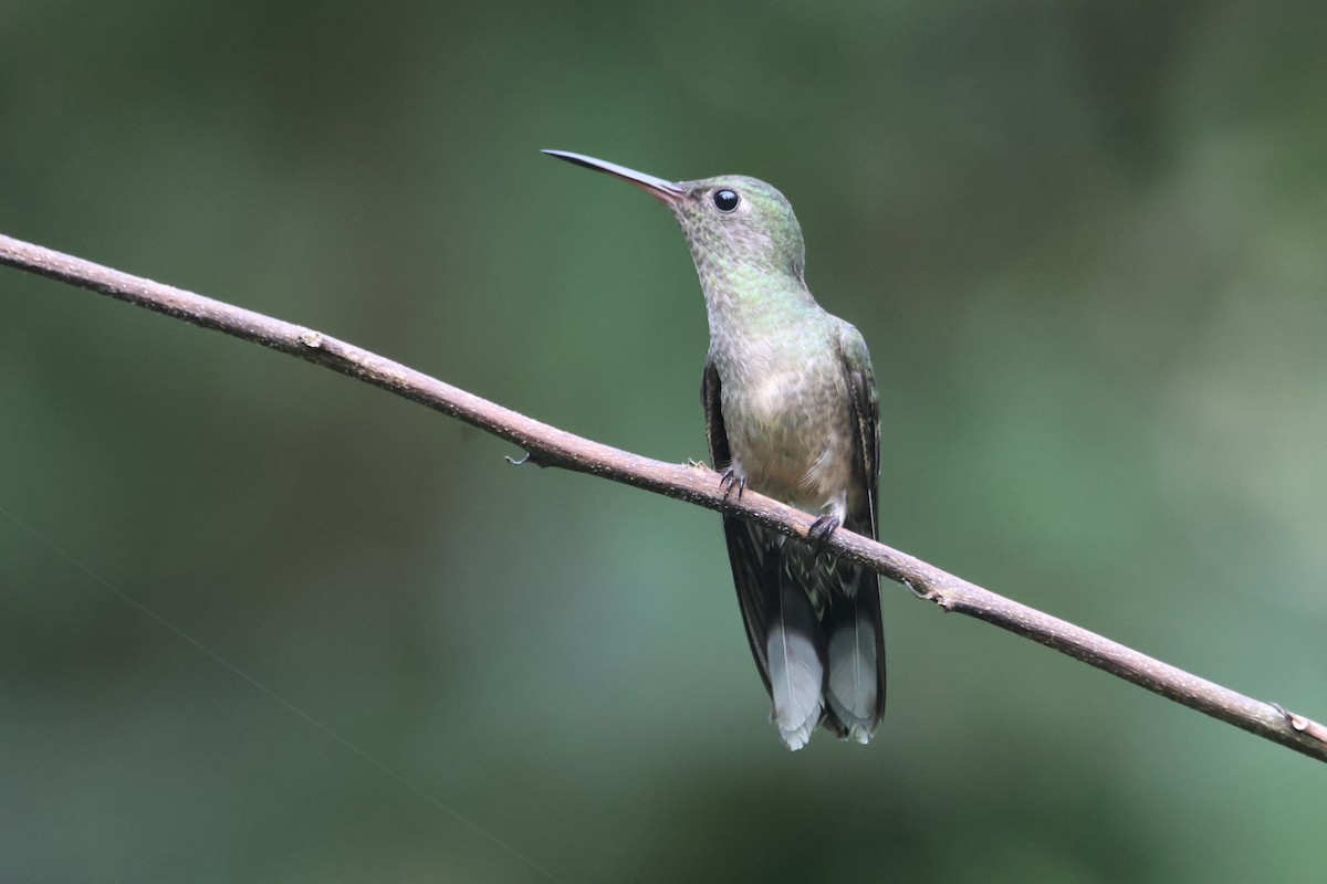 Scaly-breasted Hummingbird - Jorge Alcalá