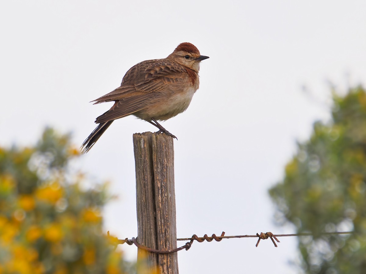 Red-capped Lark - ML608463774