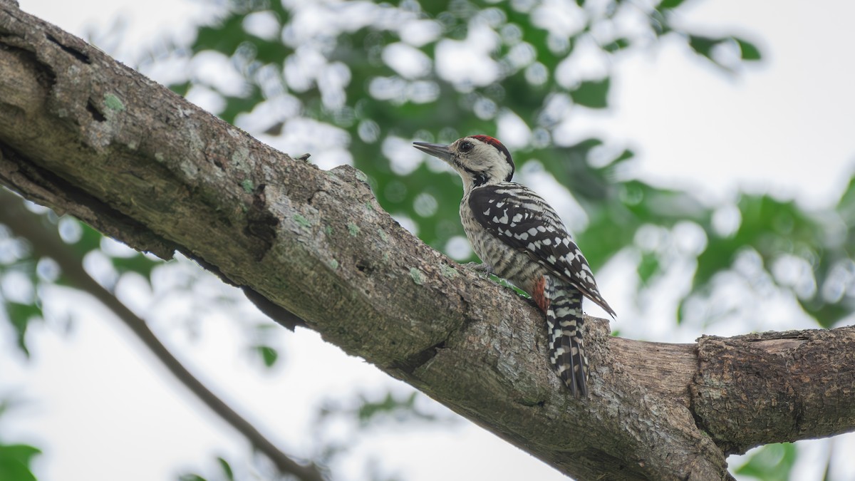 Freckle-breasted Woodpecker - ML608463829