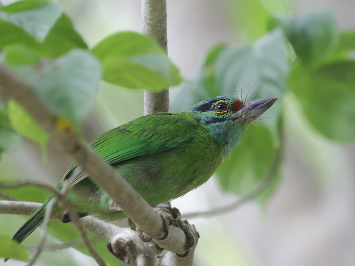 Sürmeli Barbet - ML608463835