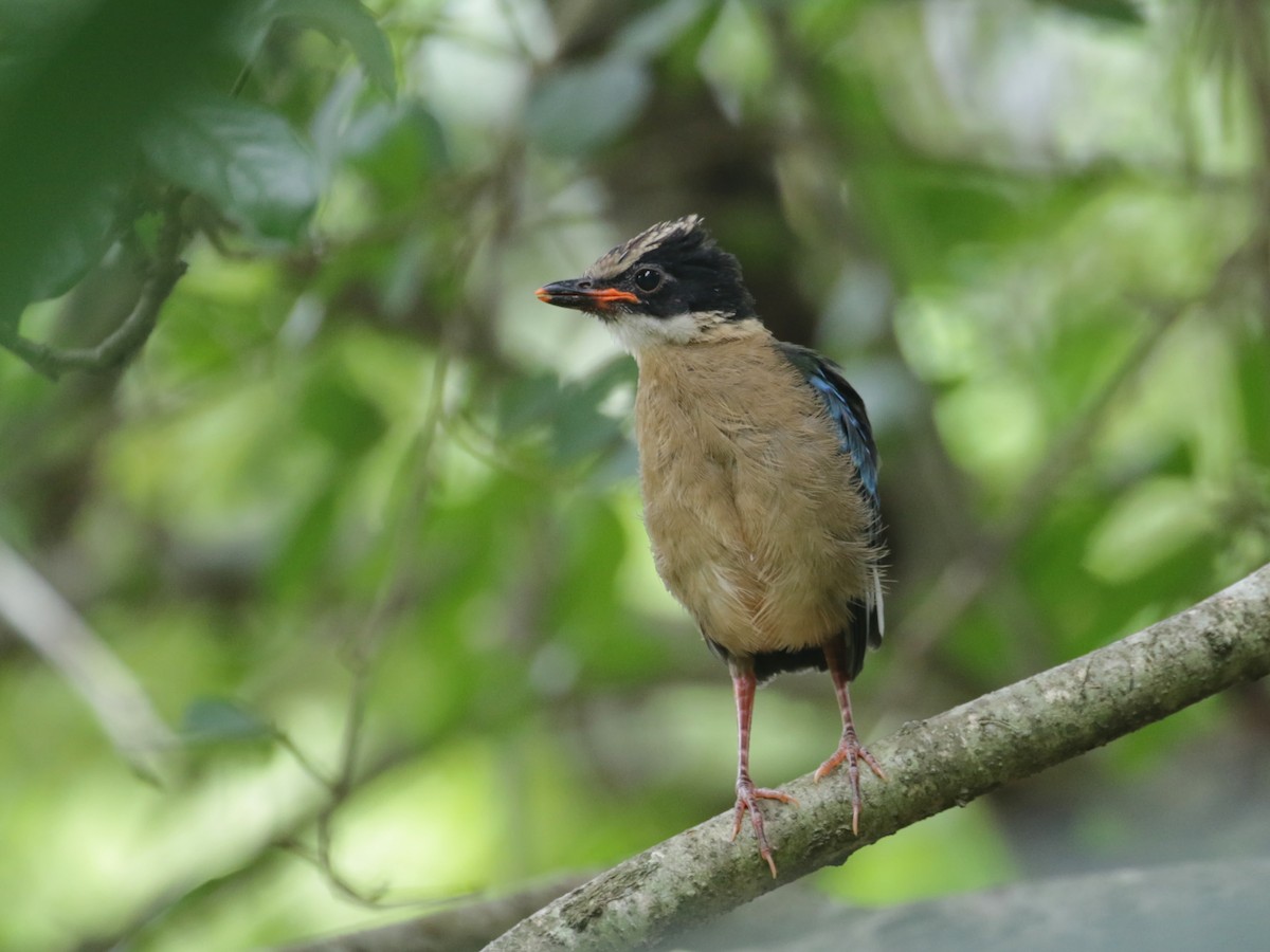 Blue-winged Pitta - ML608463882