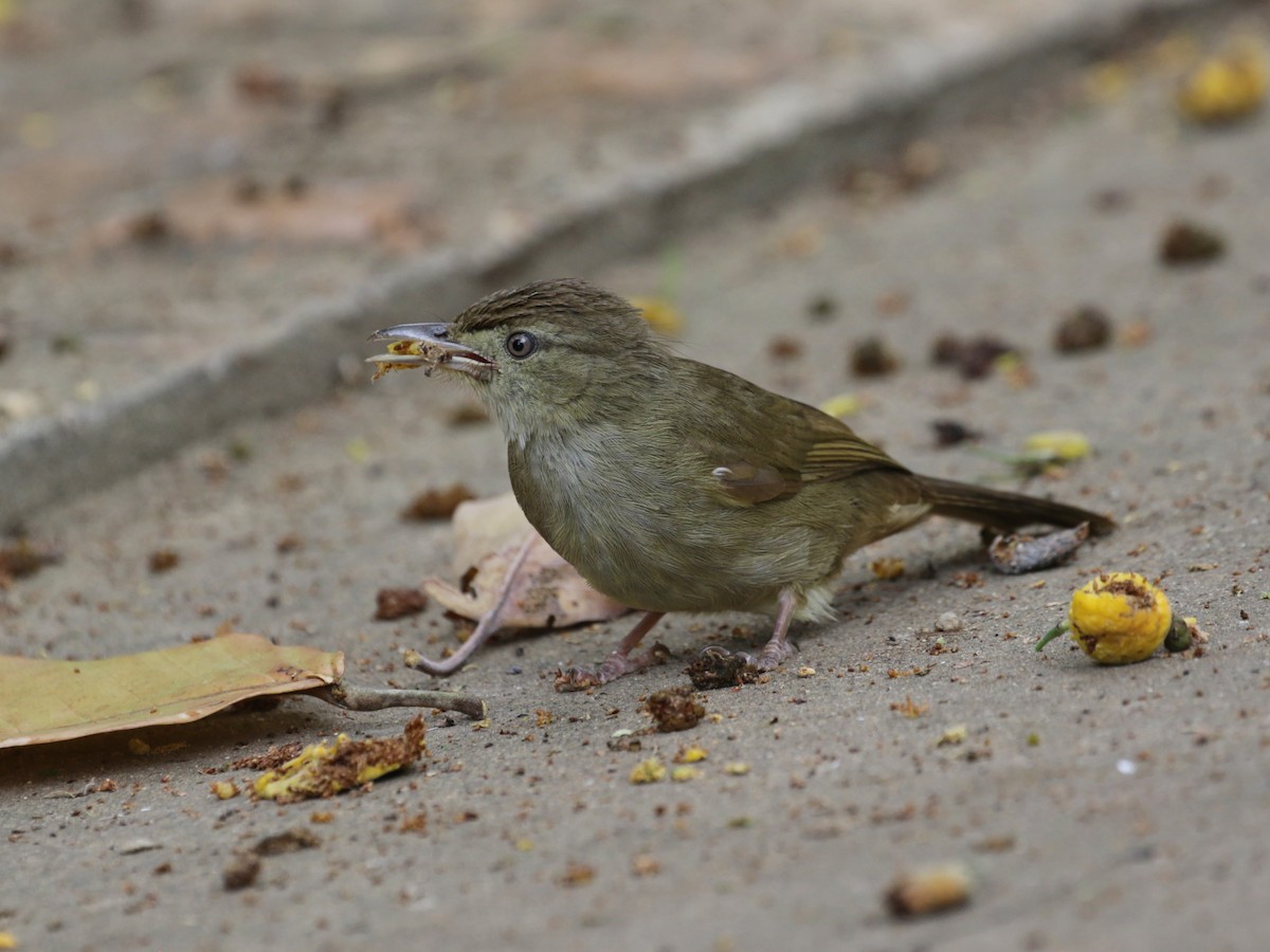 Bulbul Verdoso - ML608463885