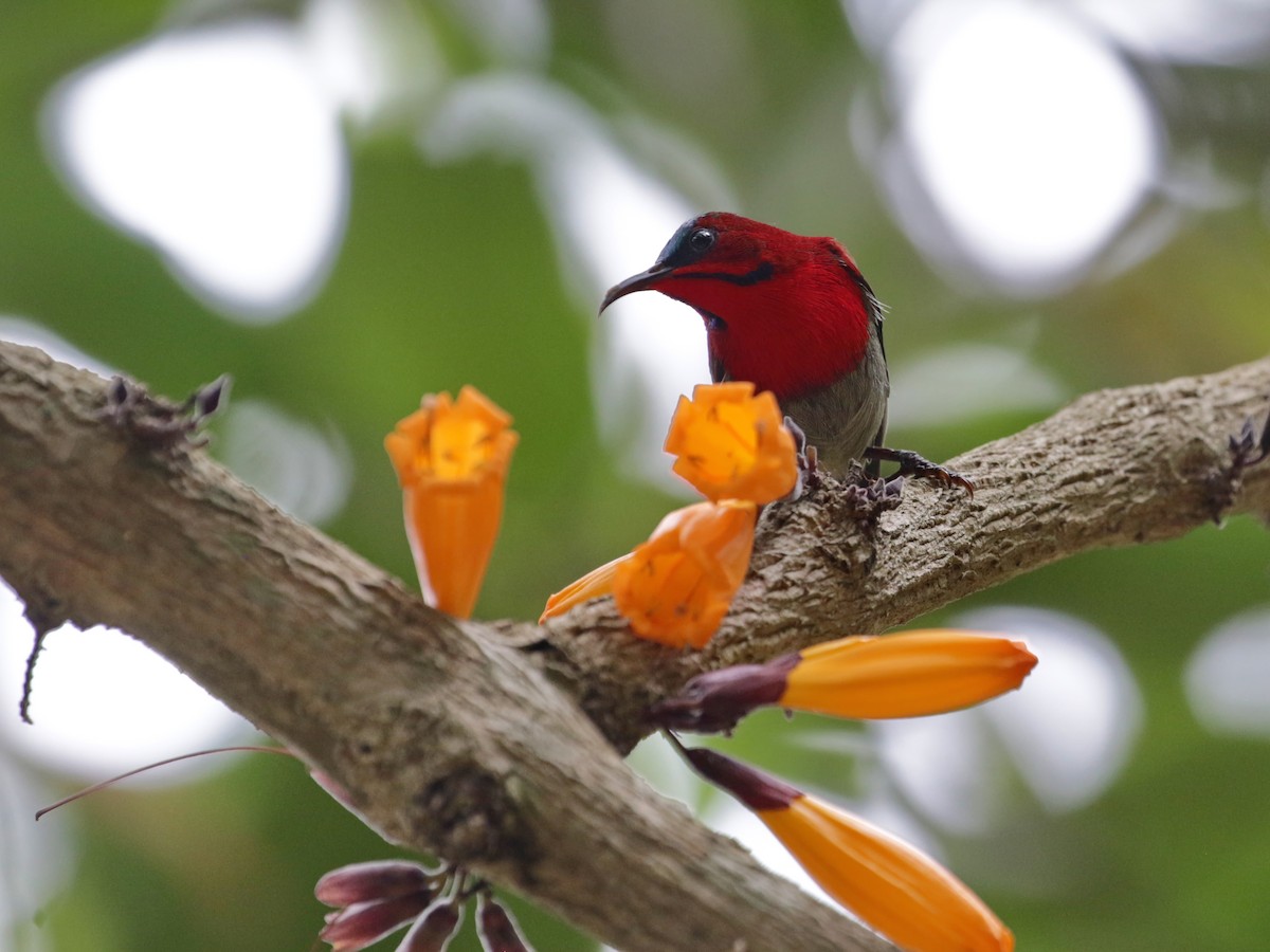 Crimson Sunbird - ML608463888